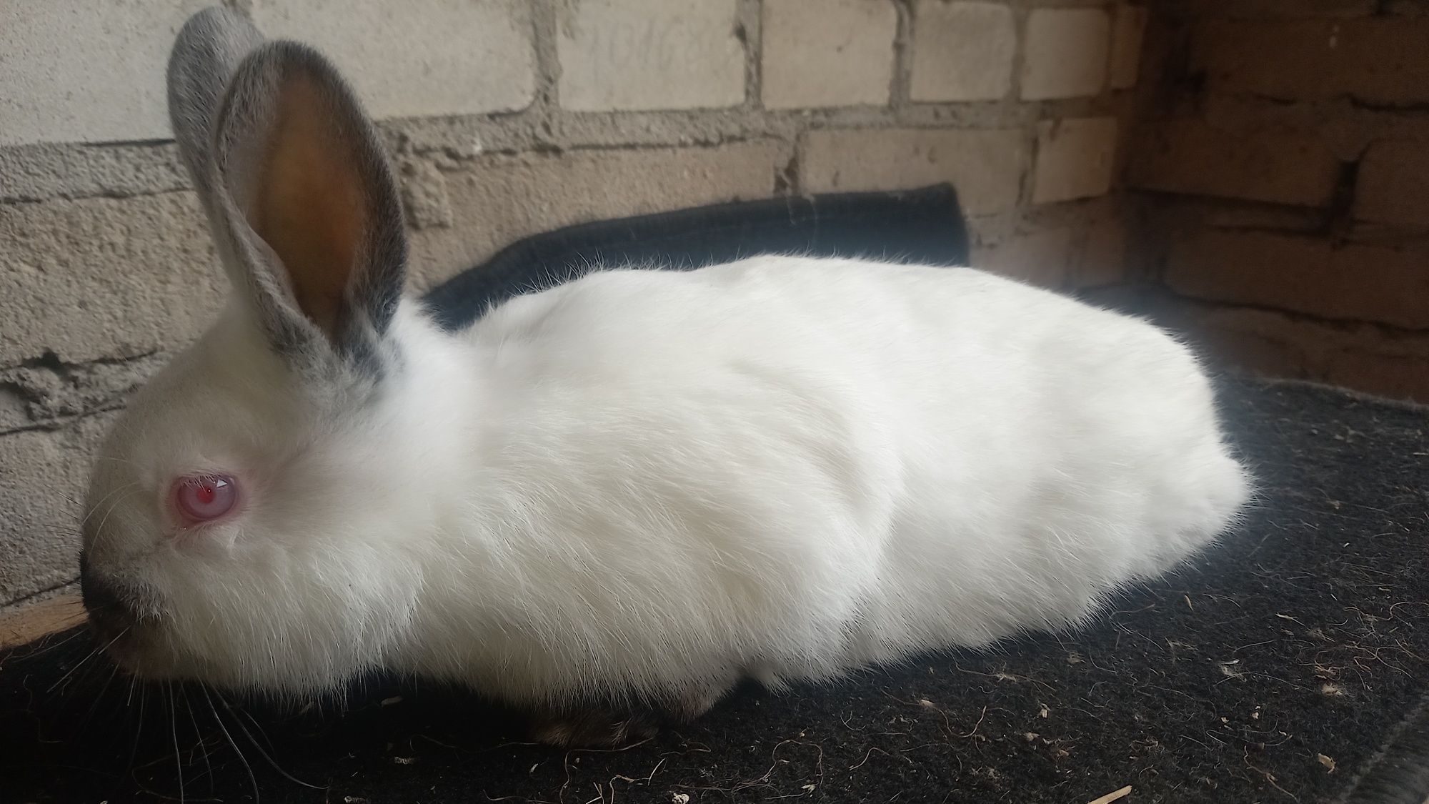 Króliki kalifornijskie kc