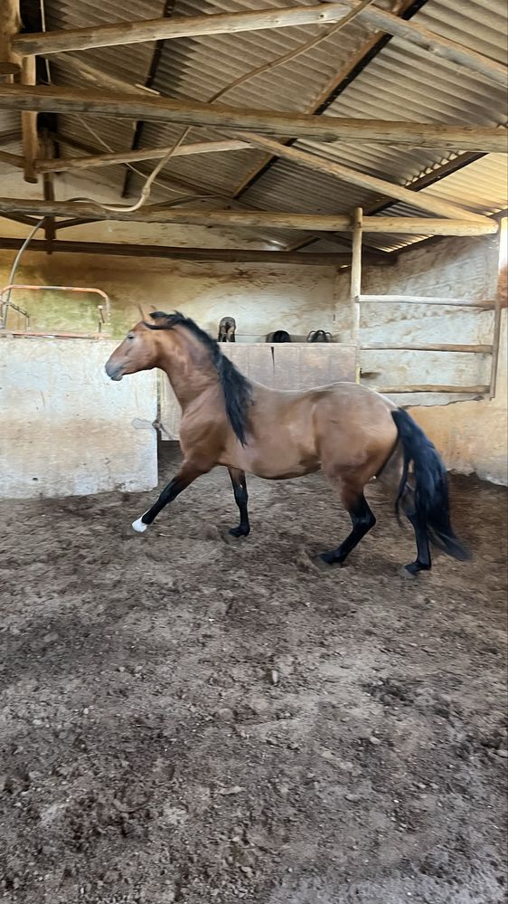 Cavalo Puro Sangue Lusitano