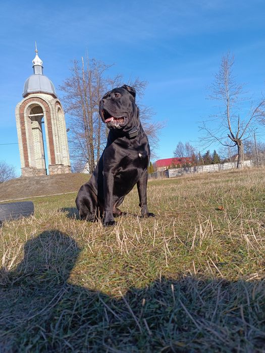 Вязка/ случка собак.