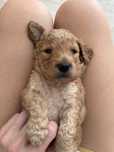 Goldendoodle F1b miniatura cudowny chłopiec