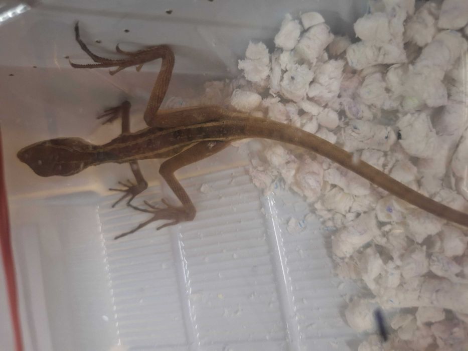 Bazyliszek pręgowany wymagania podobne jak agama błotna