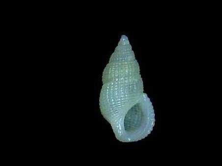 Muszle morskie- Stosicia mirabilis