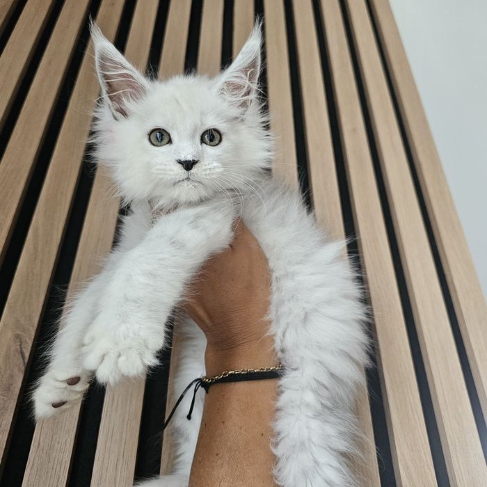 kocurek Maine coon rodowód fpl FIFe do hodowli