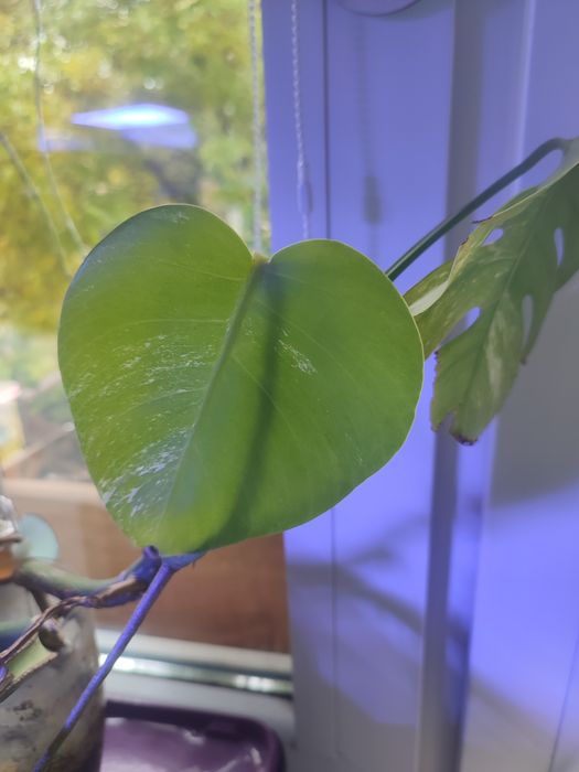 Monstera wariegata