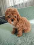 Cavapoo piesek szczeniak