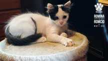 Kocie rodzeństwo Romcio i Romina do adopcji.