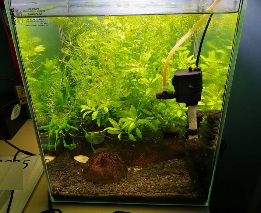 Akwarium aquael 33 litry z roslinkami i rybami glonojad zbrojnk niebie
