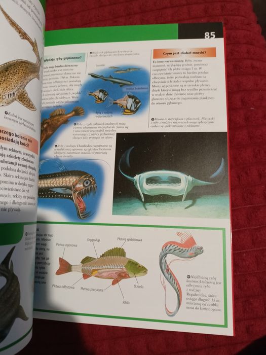Encyklopedia dla ciekawskich