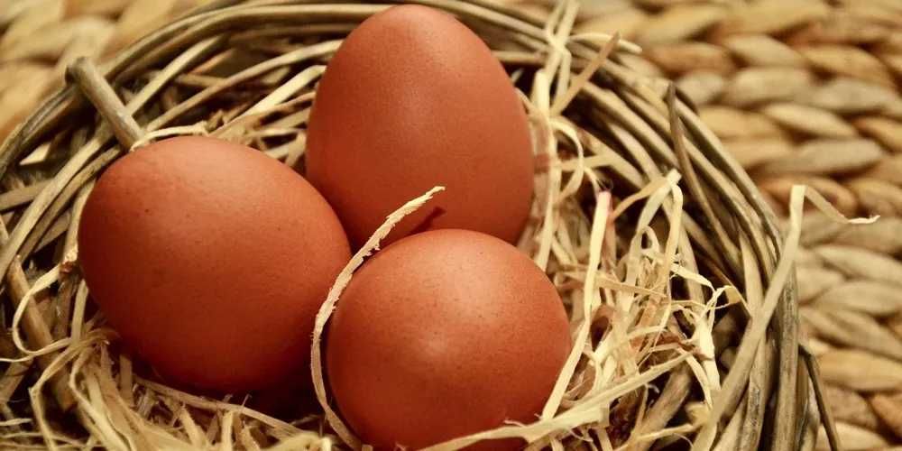 Babciny domowy makaron jajeczny (10 ZŁ) oraz wiejskie jaja (35 ZŁ)