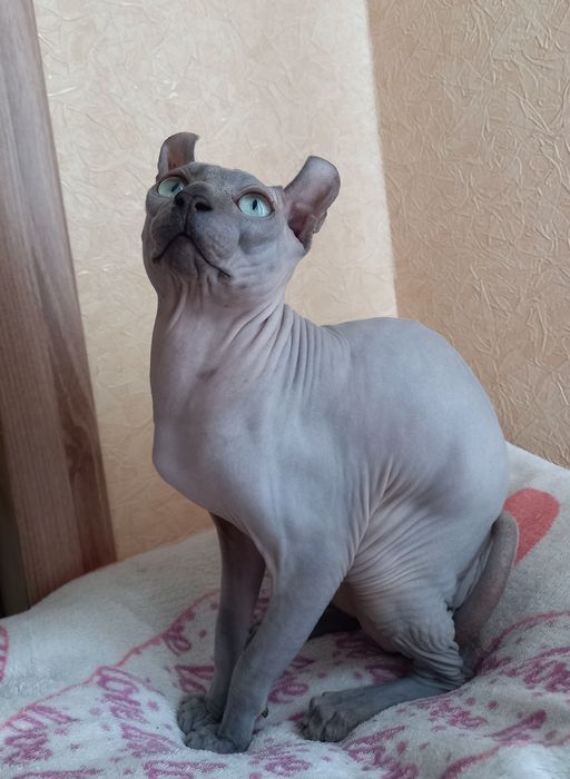 Вязка. Эльф - красавец ищет невесту.