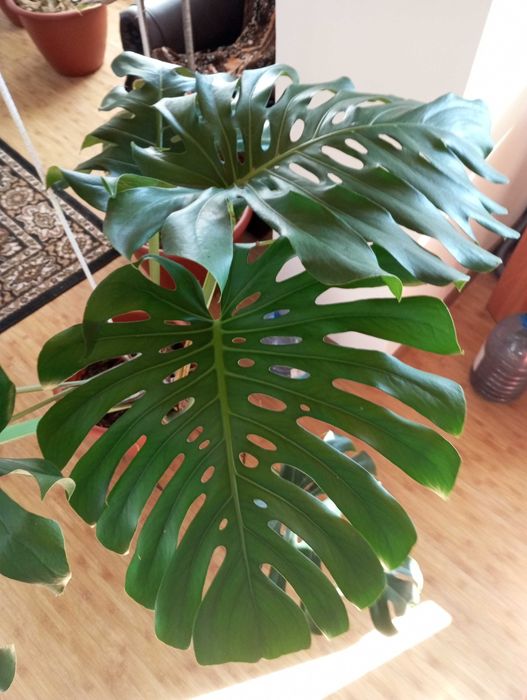 Монстера делікатесна. Monstera Deliciosa