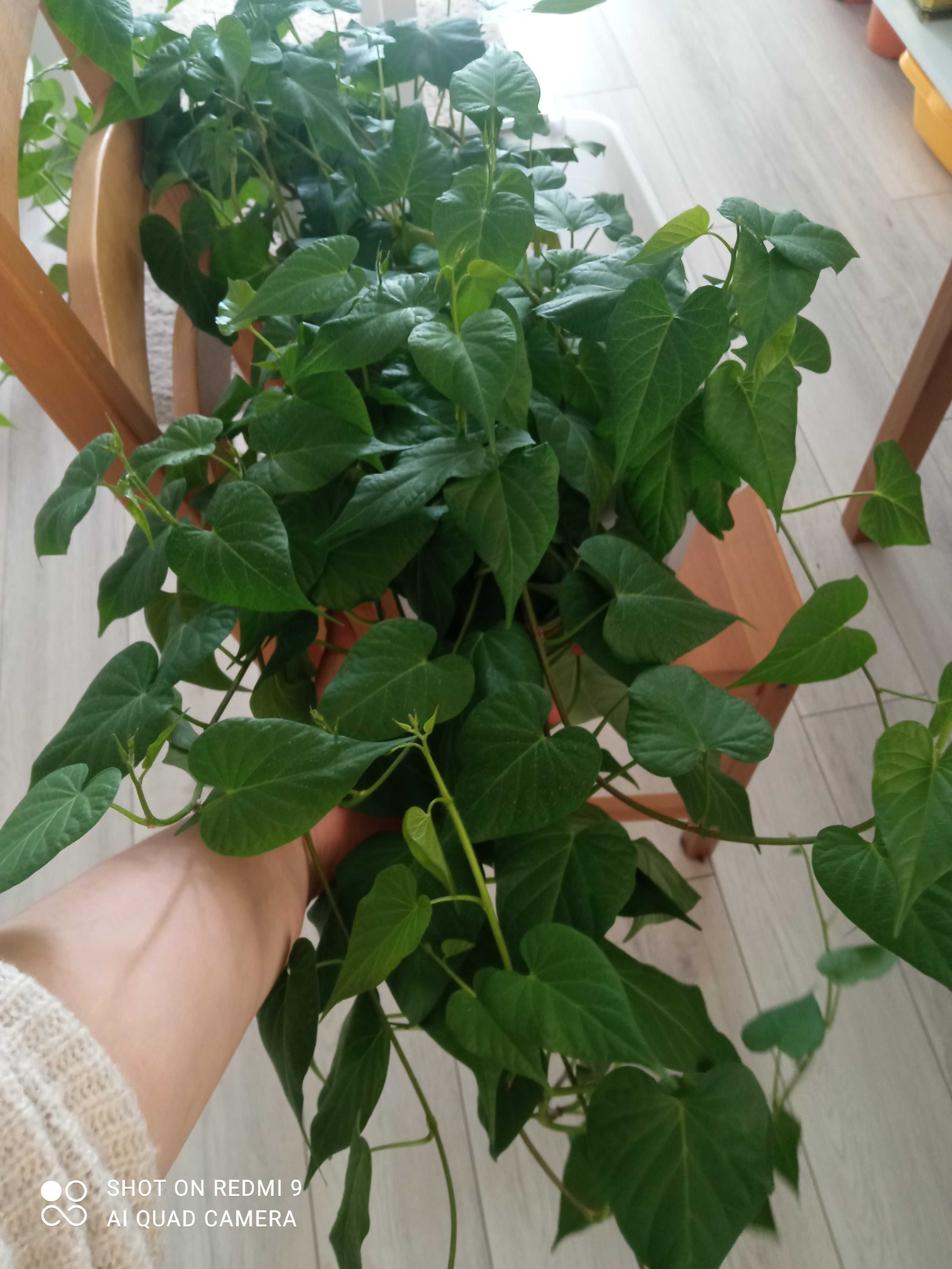 Batat zestaw różnych odmian - 5 szt