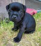 Staffordshire bull terrier stafik ZKwP FCI
