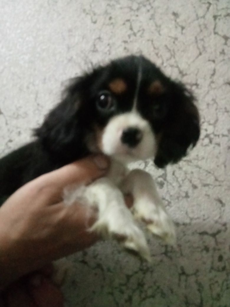 Cavalier King Charles Spaniel pies