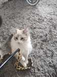 Ragdoll śliczna kotka lynx