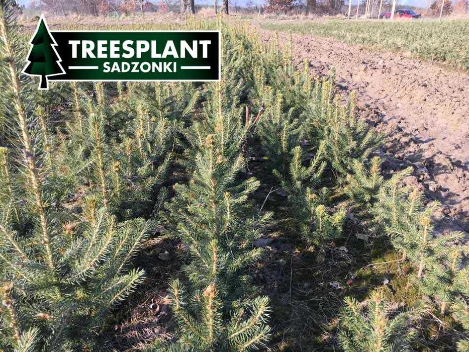 RZESZÓW Świerk Srebrny 2/2 Kaibab 30cm Szkółka sadzonki jodła kaukaska