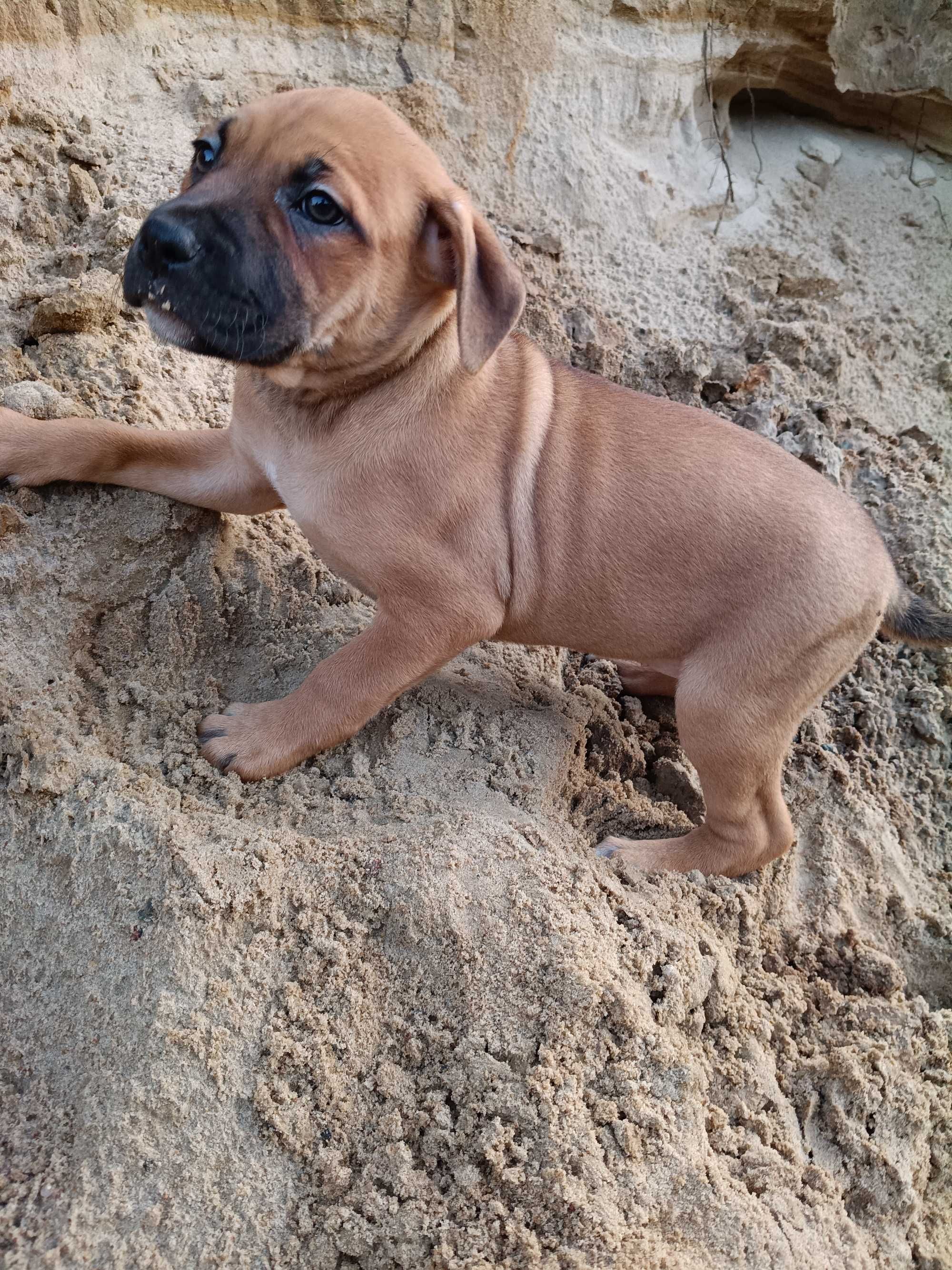 Amstaff spokojna suczka