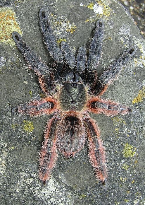 Psalmopoeus victori samica