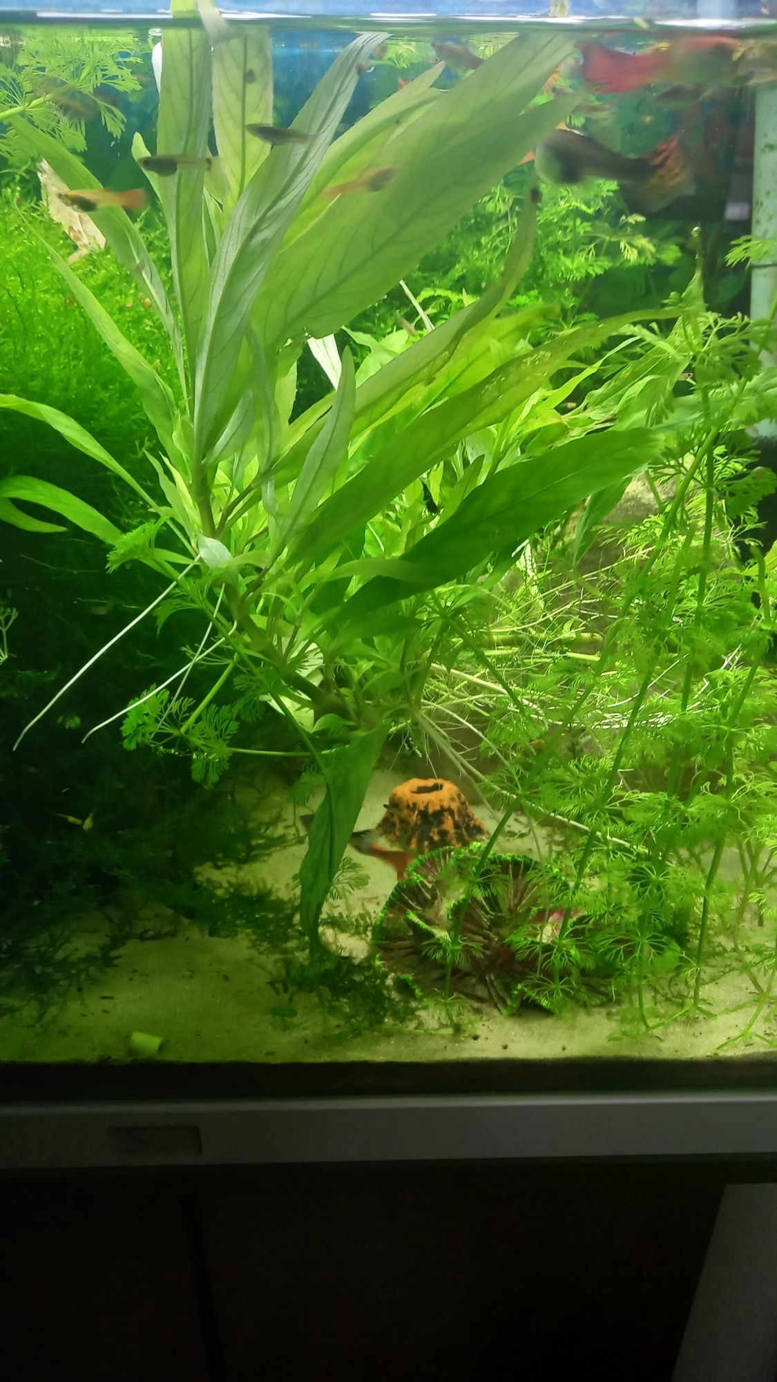 hygrophila stricta