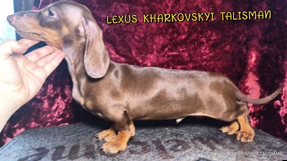 Коричнево-підпалий хлопець кріль з документами КСУ -FCI