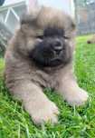 Chow chow FCI rudy piesek