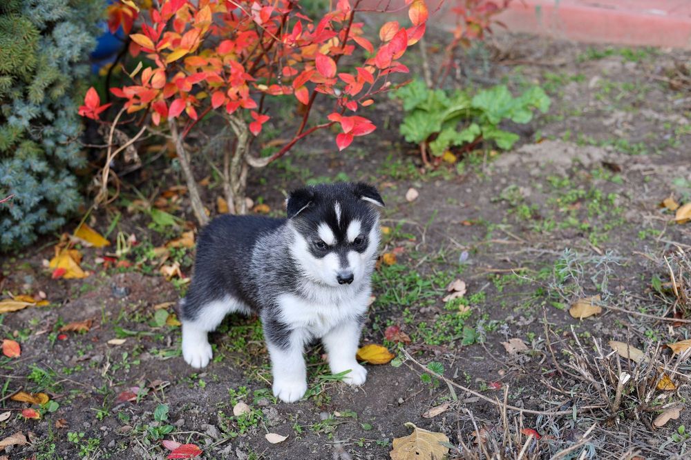 Piękny Szczeniaczek Siberian Husky z dokumentami i rodowodem