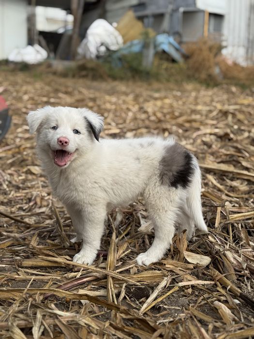 Border Collie azul merle