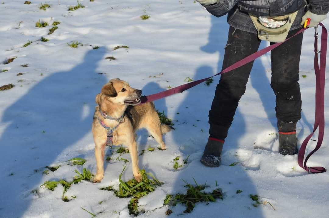 Spacja nieduża nieśmiała psia dziewczyna ADOPCJA