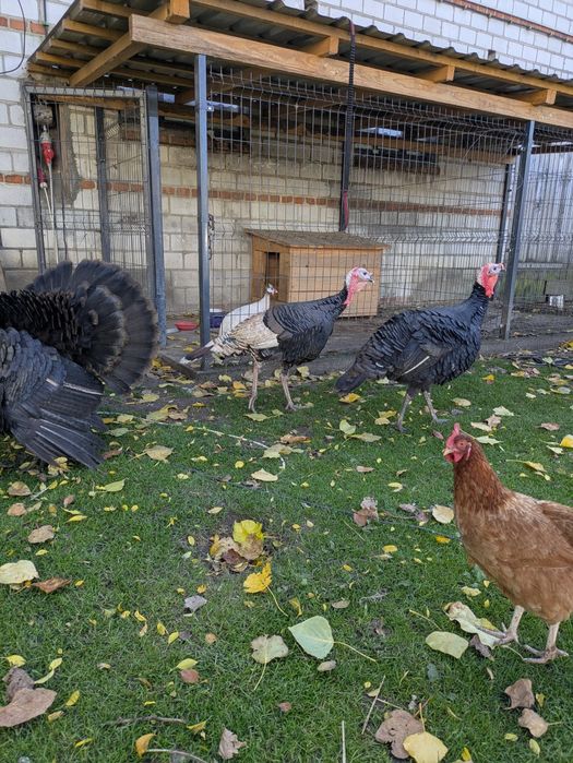 indyki perliczki koguty leghorn