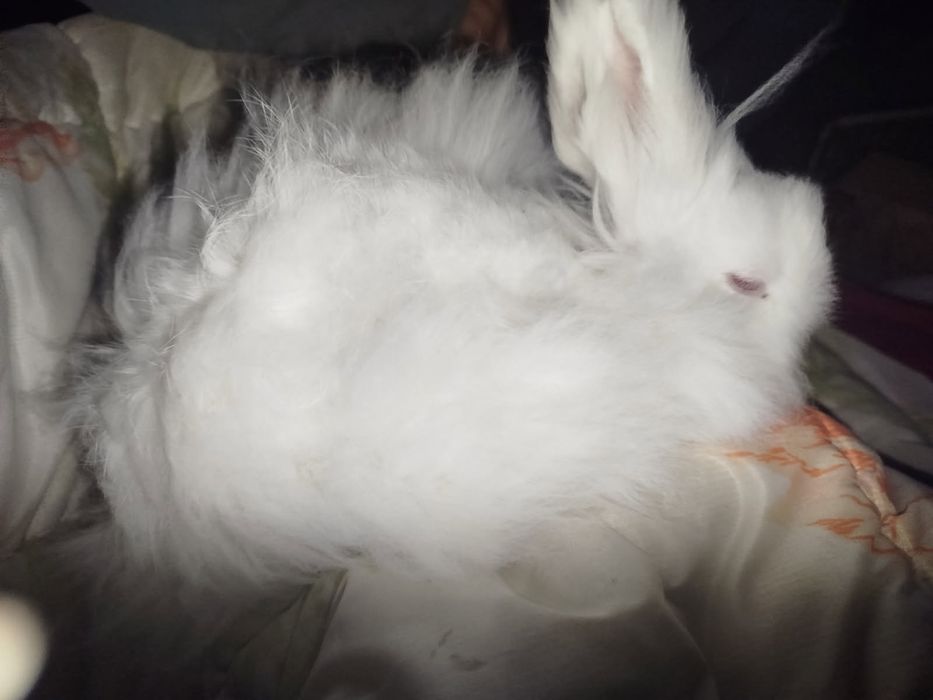 Miniatury króliczków angora i karzełek Teddy