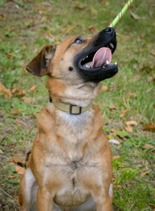 Młody pies szuka domu