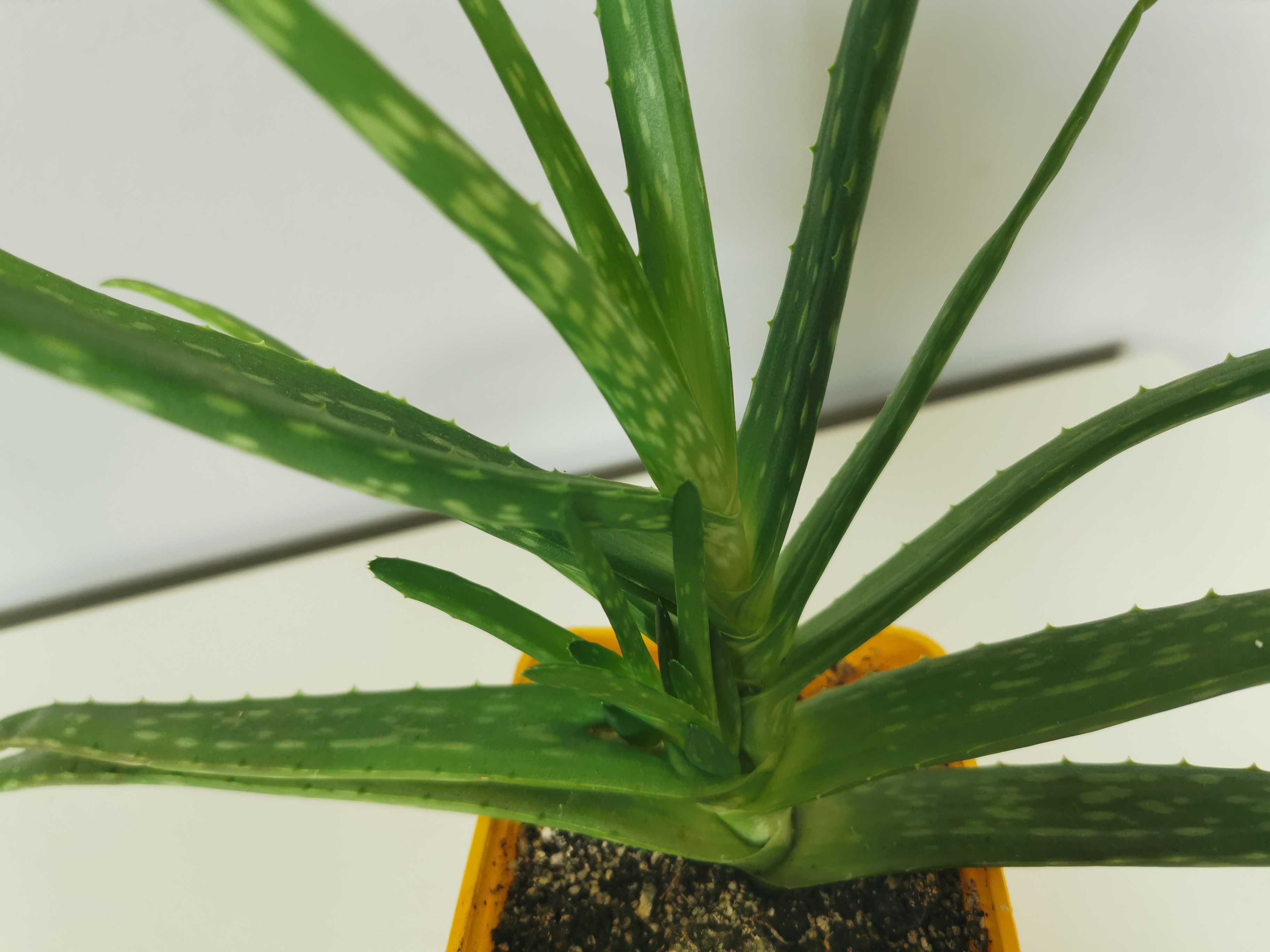 Aloes, Aloe Vera, Aloes zwyczajny, leczniczy kaktus