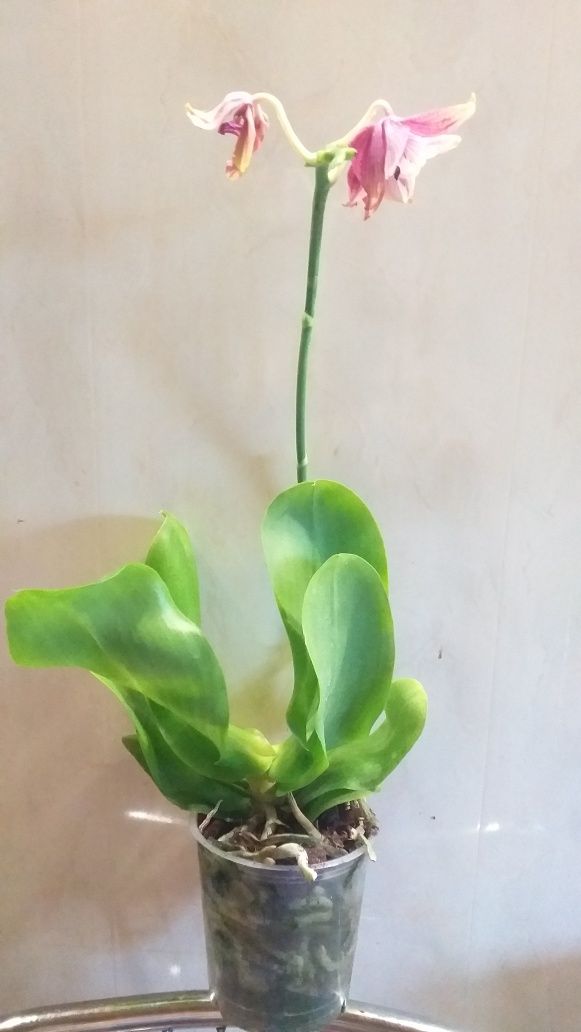 Ароматная орхидея фаленопсис Лиодора.