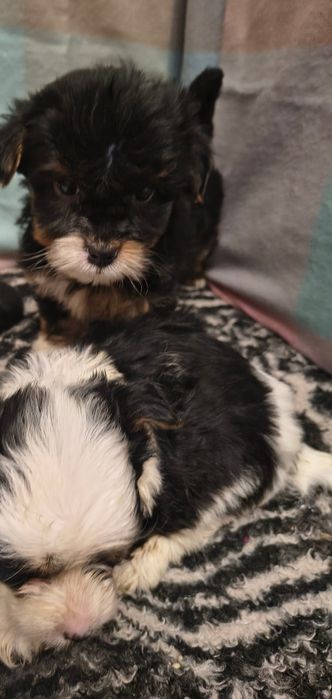 Śliczny piesek Yorkshire Terrier