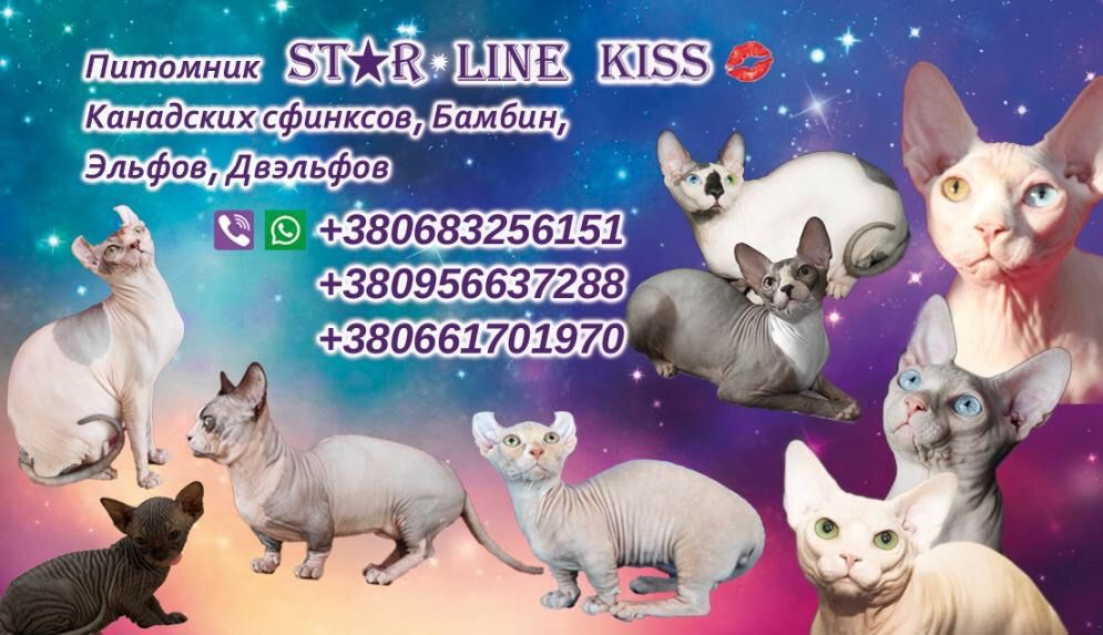 Кошенята екзотичних порід