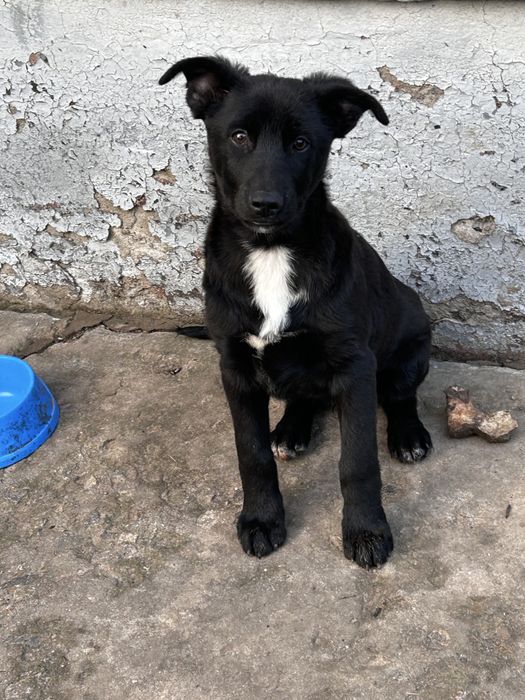 Хлопчик 5місяців,Щеплення від сказу,вихований