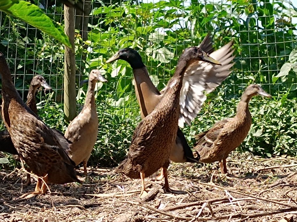 Pato corredor indiano (apenas machos neste momento)