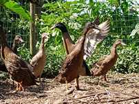 Pato corredor indiano