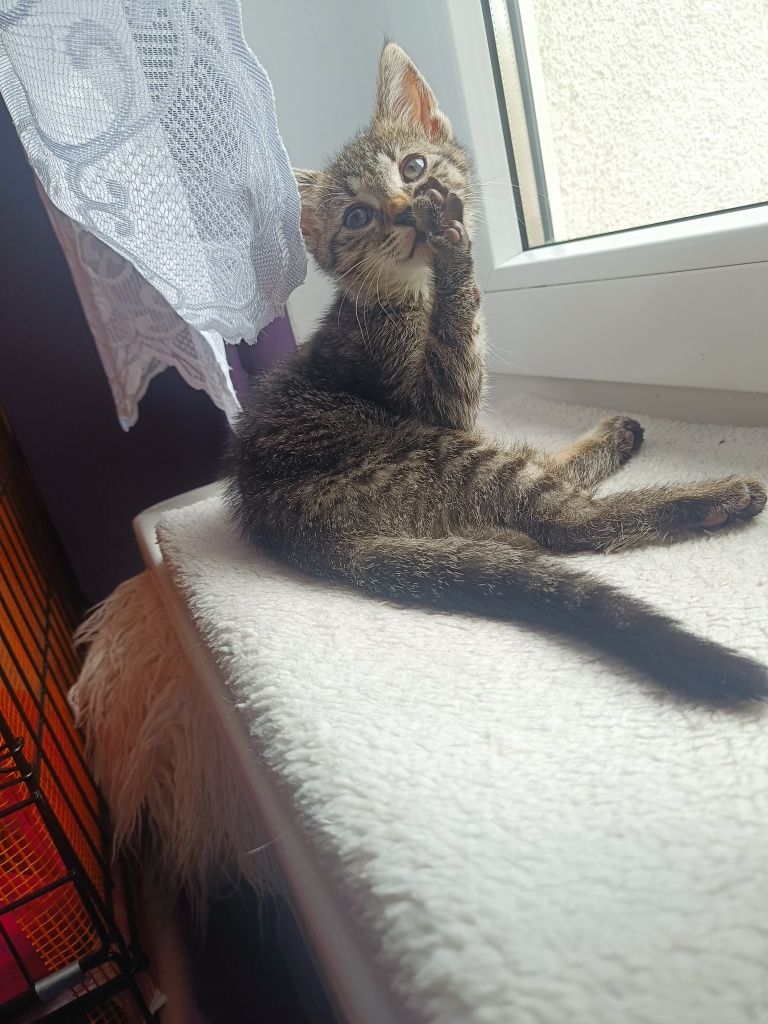 Tiffu i Zuri kotki do adopcji