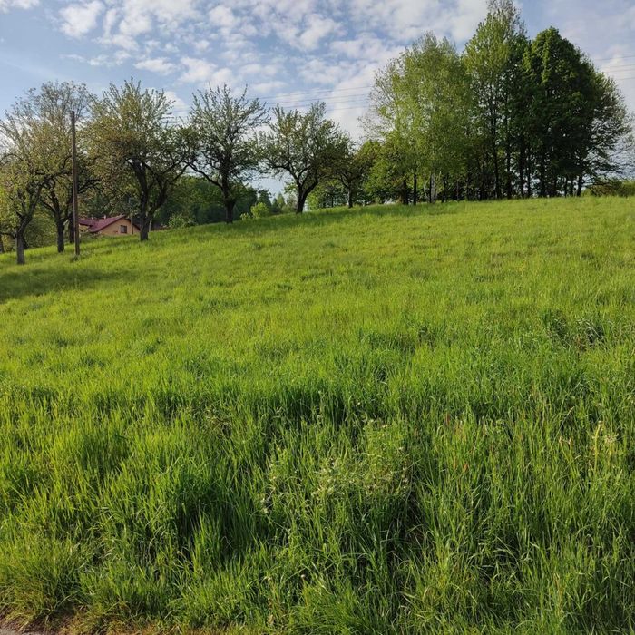 Działka budowlana 33,4 ar Pietrusza Wola