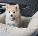 Pomsky ( Mini Husky )