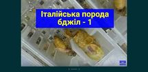 Маточники на виході Матковивідна Пасіка АМГ Кагарлик Київська Область
