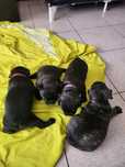Buldogue francês