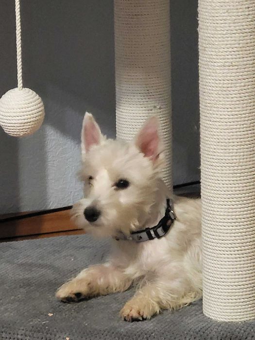 Вест Хайленд Уайт Тер'єр, цуценята з розплідника