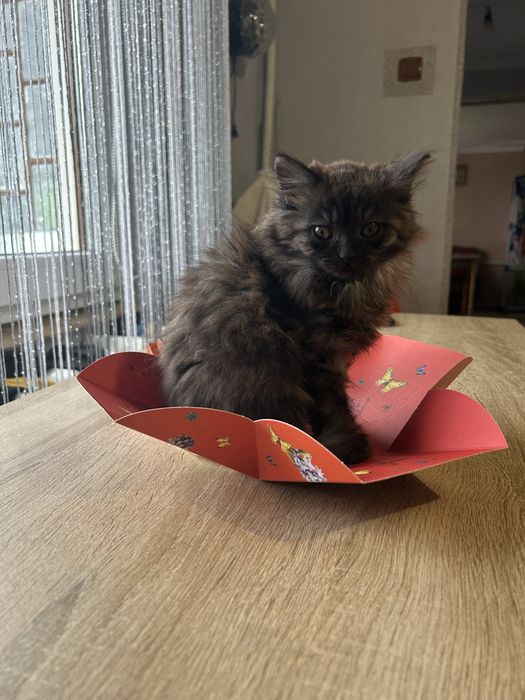 Відамо котиків в добрі руки