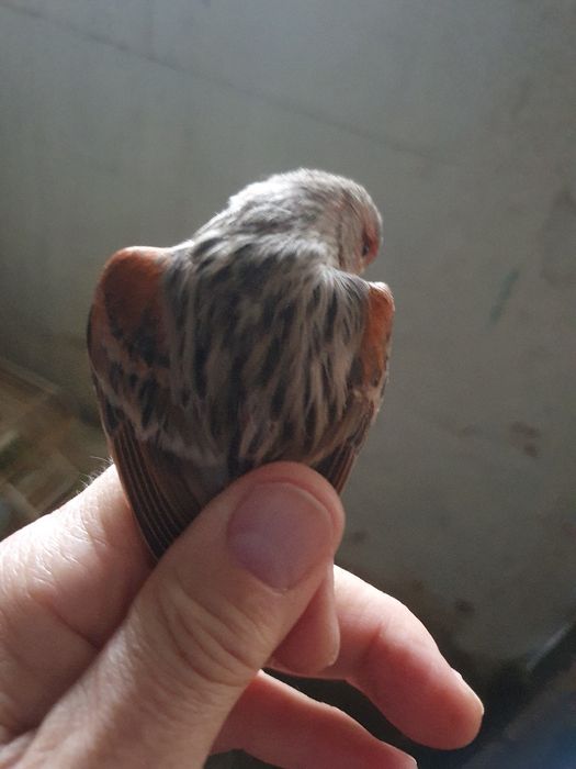 Canários agatas classico um casal