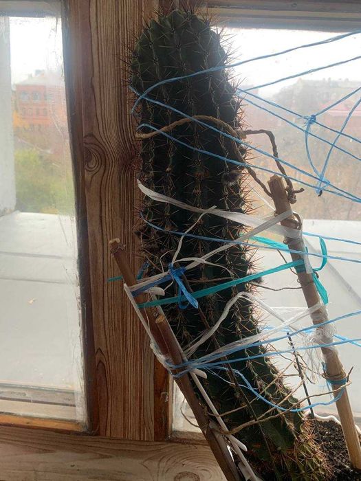 Великий гарний кактус