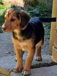 Gutek szuka chaty