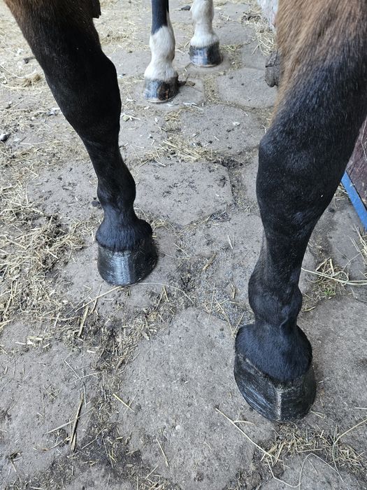 sprzedam klacz konie  koń licencja