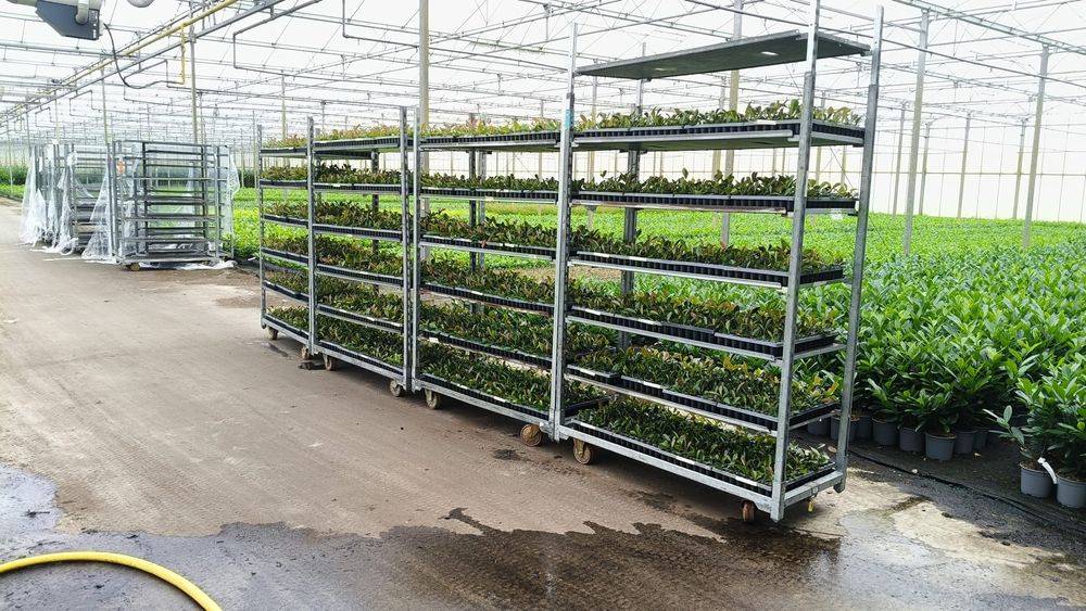 Głogownik Photinia Redrobin Multiplat 104szt